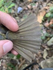 Mionectes oleagineus