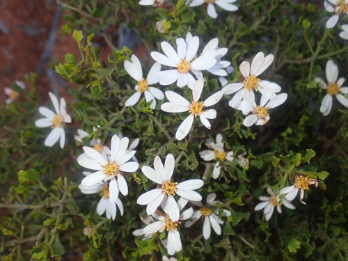 Image of Olearia muelleri by (c) Thomas Mesaglio, some rights reserved (CC BY)