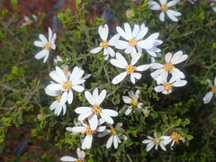 Olearia muelleri