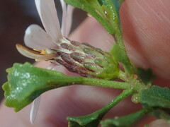 Olearia muelleri