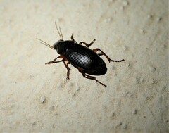 Harpalus rufipes