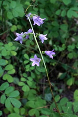 Campanula bononiensis