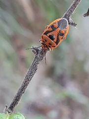 Eurydema ornata