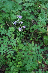 Campanula bononiensis