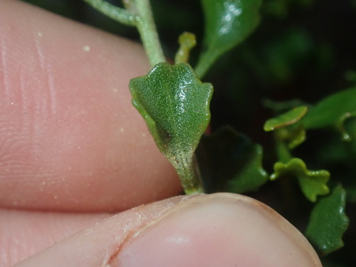 Image of Olearia muelleri by (c) Thomas Mesaglio, some rights reserved (CC BY)