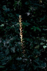 Orobanche hederae
