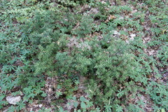 Ruscus aculeatus