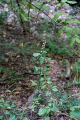 Scutellaria albida