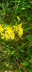 Jacobaea
