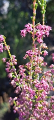 Erica melanthera