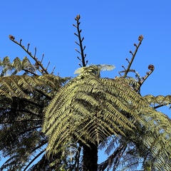 Cyathea medullaris