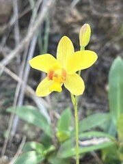 Spathoglottis pubescens