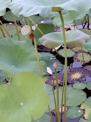 Nelumbo