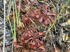 Drosera spatulata