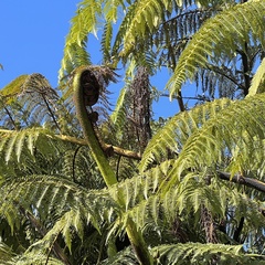 Cyathea medullaris