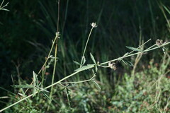 Althaea cannabina