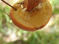 Suillus grevillei
