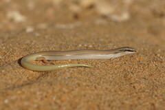 Chalcides sphenopsiformis