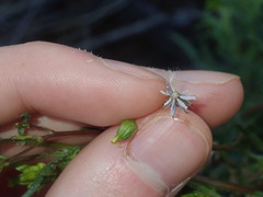 Senecio glossanthus