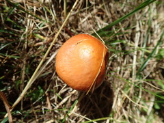 Suillus grevillei