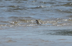 Calidris ferruginea