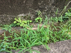 Digitaria sanguinalis