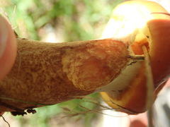 Suillus grevillei