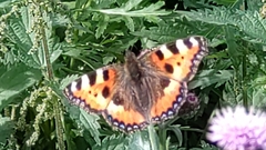 Aglais urticae