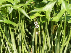 Sagittaria sagittifolia