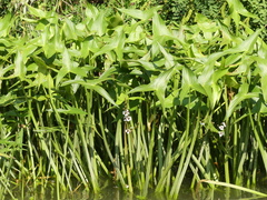 Sagittaria sagittifolia