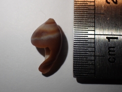 Amalda depressa