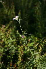 Althaea cannabina