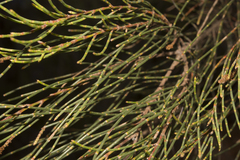 Allocasuarina