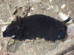 Dendrodoris nigra