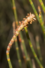 Allocasuarina