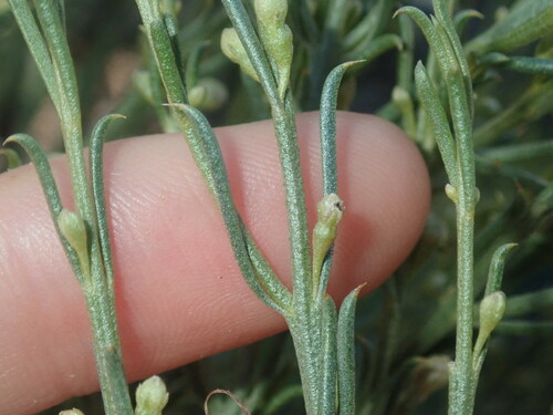 Image of Broom Bush (Eremophila scoparia) by (c) Thomas Mesaglio, some rights reserved (CC BY)
