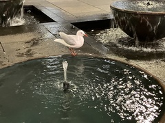 Chroicocephalus novaehollandiae