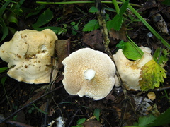 Hydnum repandum