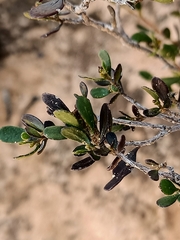 Dodonaea bursariifolia