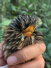 Malacoptila semicincta