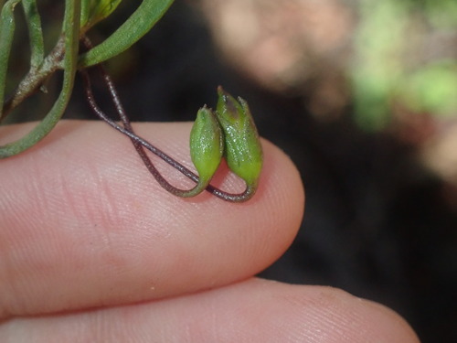 Image of Eremophila decipiens by (c) Thomas Mesaglio, some rights reserved (CC BY)