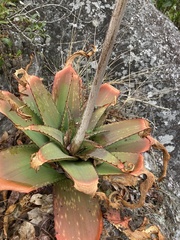 Aloe affinis