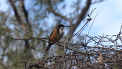 Acanthorhynchus tenuirostris