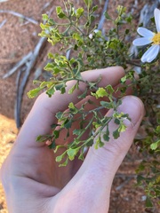 Olearia muelleri