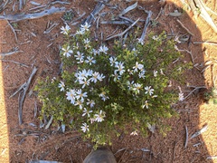 Olearia muelleri