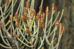 Allocasuarina