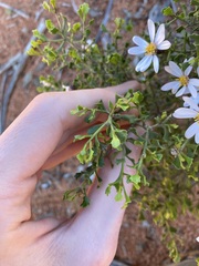 Olearia muelleri