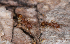 Temnothorax schaumii