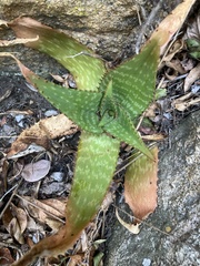 Aloe affinis