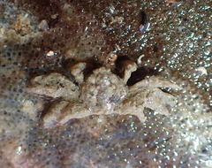 Neohymenicus pubescens